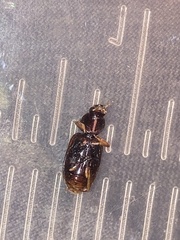 Agonum punctiforme