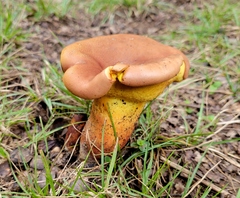 Lanmaoa pseudosensibilis