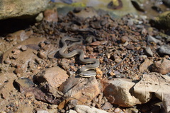 Regina septemvittata