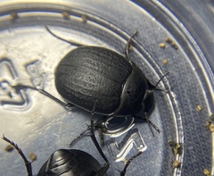 Eusattus reticulatus