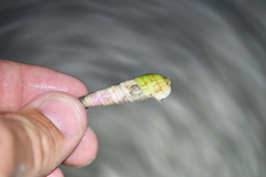 Terebrinae