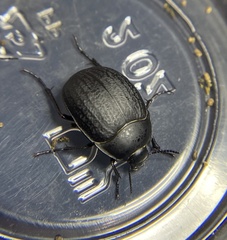 Eusattus reticulatus