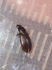 Agonum punctiforme