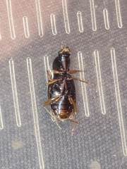 Agonum punctiforme