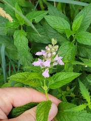 Teucrium canadense