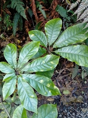 Schefflera digitata