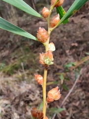 Hakea dactyloides