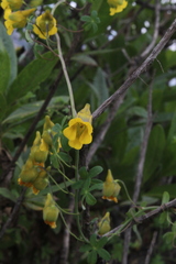 Tropaeolum brachyceras