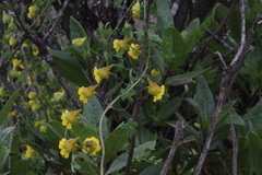 Tropaeolum brachyceras