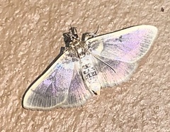 Apilocrocis brumalis