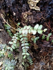 Metrosideros diffusa