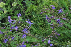 Pasithea caerulea