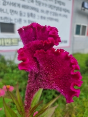 Celosia argentea