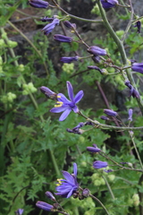 Pasithea caerulea