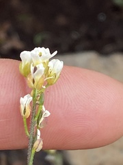 Draba borealis