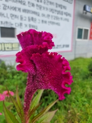 Celosia argentea