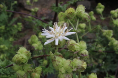 Moscharia pinnatifida