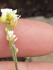 Draba borealis