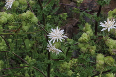 Moscharia pinnatifida