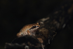 Raorchestes tinniens