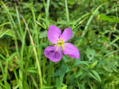 Rhexia nashii