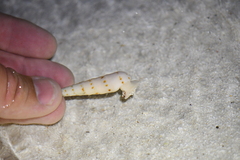 Terebrinae