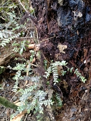 Metrosideros diffusa