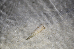 Terebrinae