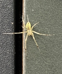 Pityohyphantes