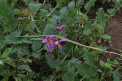 Olsynium scirpoideum