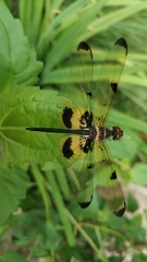 Rhyothemis phyllis