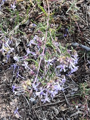 Ipomopsis multiflora