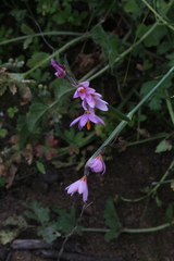 Olsynium scirpoideum