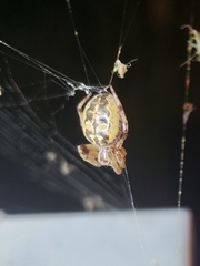 Larinioides patagiatus