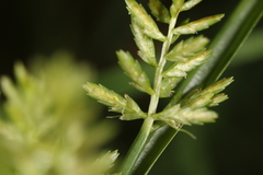 Cyperus