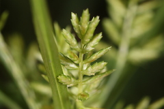 Cyperus