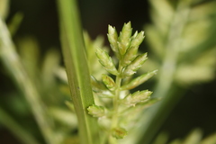 Cyperus