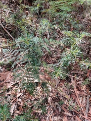 Gompholobium grandiflorum