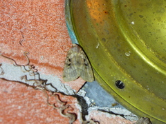 Xestia normanianus