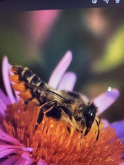 Megachile relativa