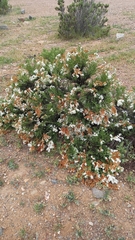 Heliotropium sinuatum