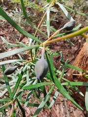 Gompholobium grandiflorum