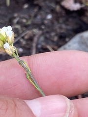 Draba borealis