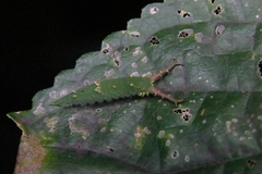 Hestina assimilis