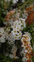 Heliotropium sinuatum