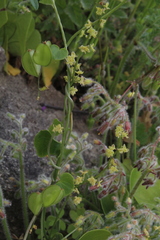 Dioscorea humifusa