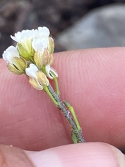 Draba borealis