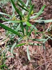 Gompholobium grandiflorum