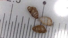 Gastrocopta contracta