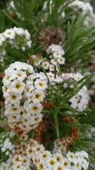 Heliotropium sinuatum